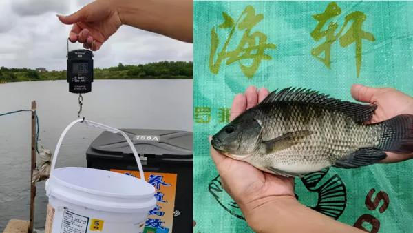 “混”出名堂!養魚賺蝦模式在廣西喜獲豐收,這份經驗供你借鑑 “混”出名堂!養魚賺蝦模式在廣西喜獲豐收,這份經驗供你借鑑