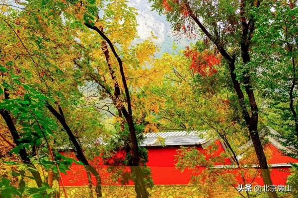 秋意濃,房山紅 !千年遺蹟、稻田荷花…第4波秋景等你去賞閱! 秋意濃,房山紅 !千年遺蹟、稻田荷花…第4波秋景等你去賞閱!