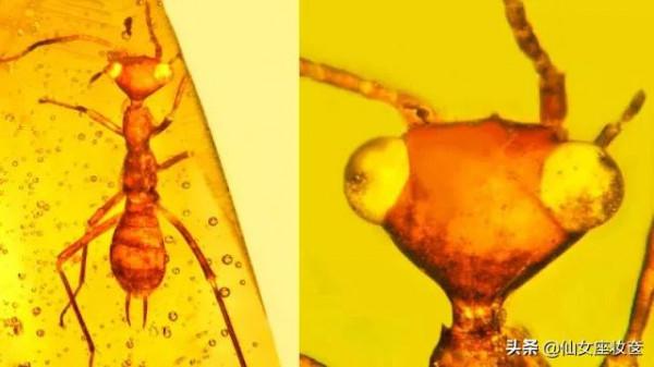 億萬年前的動作片，Pose一擺就是上億年，這幾件琥珀化石件件珍稀