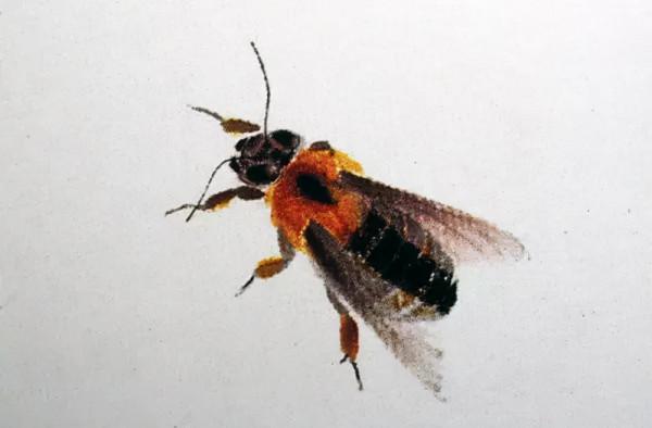 齊白石筆下的飛蟲,精細之極 齊白石筆下的飛蟲,精細之極