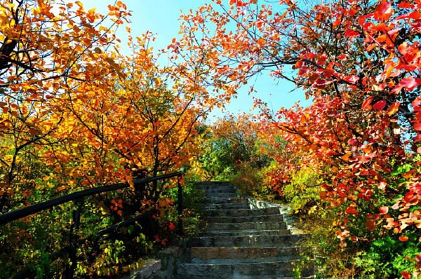 中國賞秋第一聖地：香山。是否名副其實？