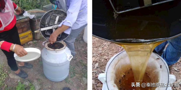 為什麼養蜂老齡化越來越嚴重「①意蜂農篇」