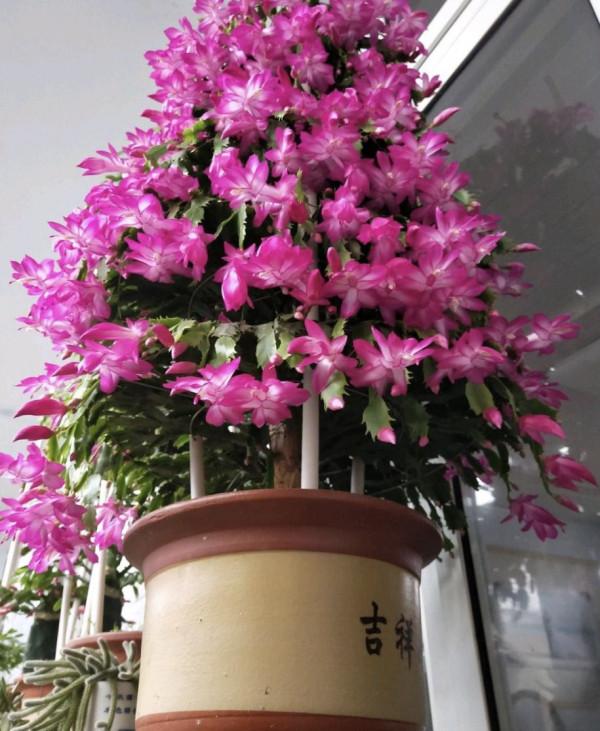 11種“吉祥花”，“窮養”才養得好，用小盆少澆水，反而旺得很