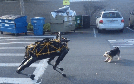 養狗“首選”這3種狗，既便宜又好養