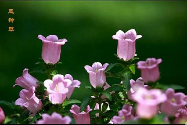 鈴兒響叮噹，迷你三胞胎：風鈴草，鈴蘭，鈴鐺花。你能分清嗎？