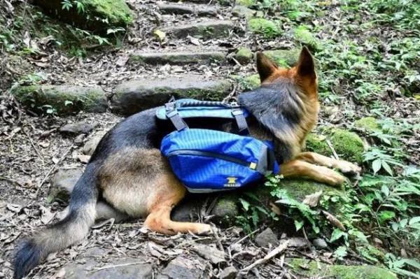 兩人一狗勇闖大別山無名山洞,爬至洞內三里處,狗卻突然大聲狂吠 兩人一狗勇闖大別山無名山洞,爬至洞內三里處,狗卻突然大聲狂吠