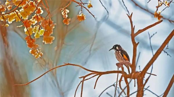 枝上鳥兒美如畫
