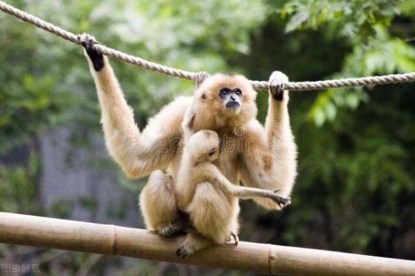 最全的動物名稱中英文圖文對照（1）