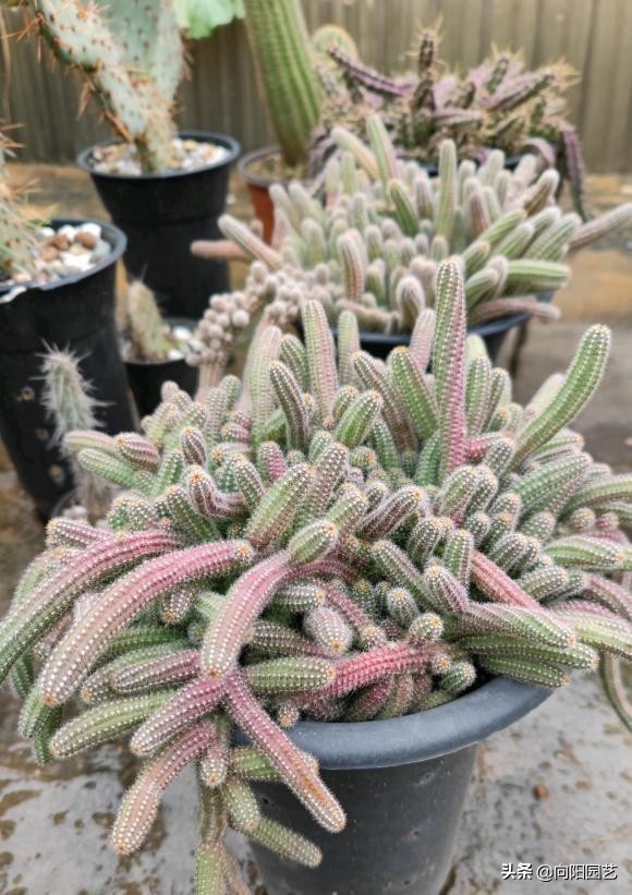 有手就能養的仙人球，路邊抓點土，找個盆就能種，根本死不了