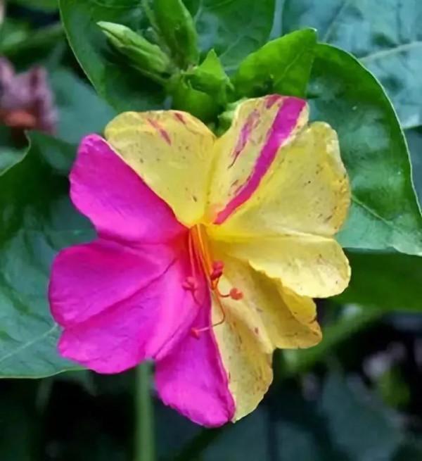 自然變異而成的珍稀品種，複合色花卉