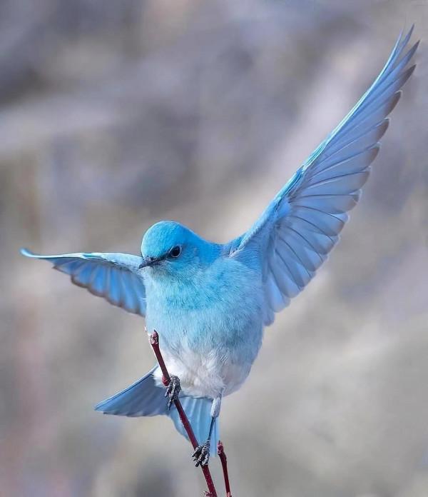 分享——最珍貴罕見的鳥