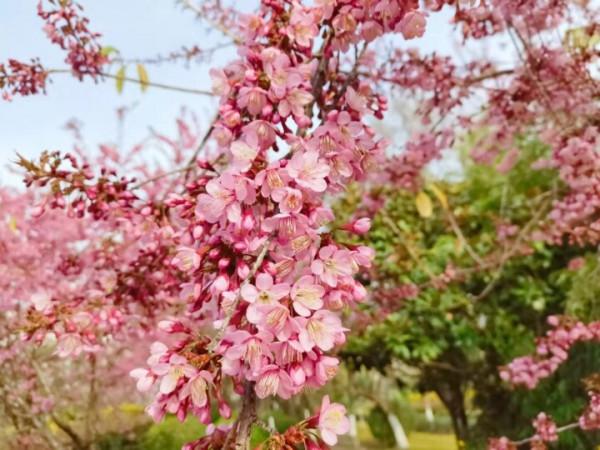 週末又添好去處！白石江公園冬櫻花美醉你