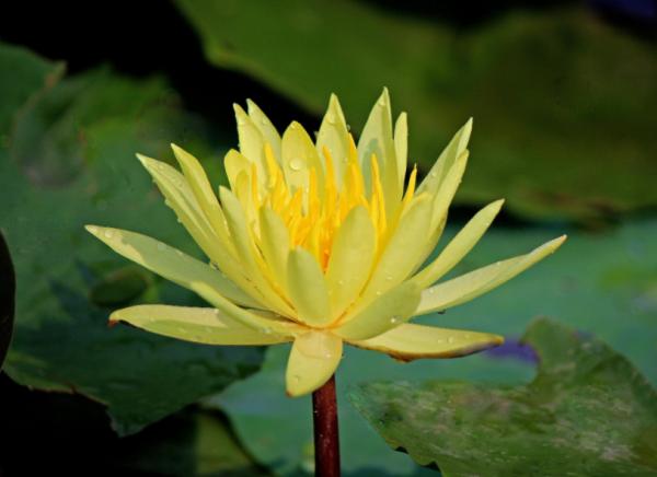 養睡蓮別隻用清水，加上1把石子，滴入2種自制“營養液”，開花快