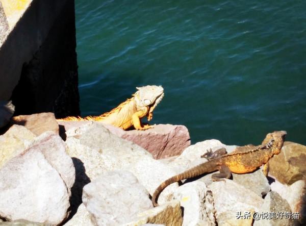 西半球旅行記6:巴亞爾塔港——探訪神秘的肚臍眼兒島 西半球旅行記6:巴亞爾塔港——探訪神秘的肚臍眼兒島