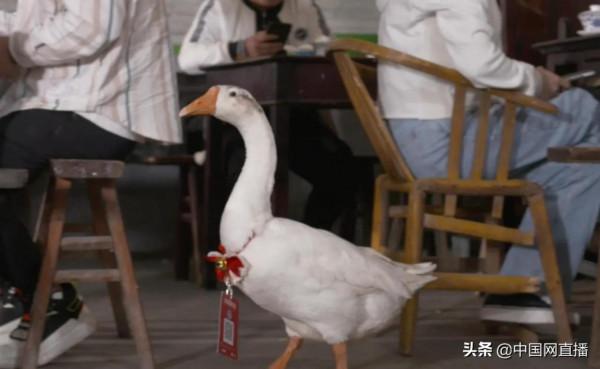 重慶一茶館的大鵝“店小二”真特殊,倒茶不會,賣萌一流 重慶一茶館的大鵝“店小二”真特殊,倒茶不會,賣萌一流