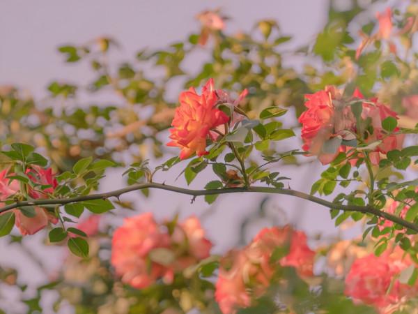 看似簡單，卻很有故事性的星座，不願意把自己的悲傷展現給人看