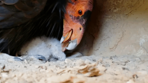 北美最大的鳥，竟然不需要“男的”了？