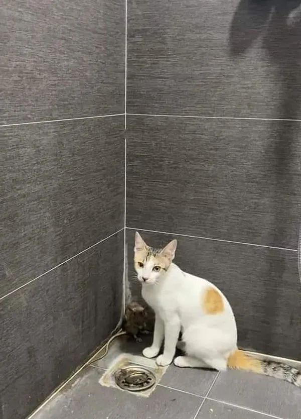 貓抓了只老鼠,結果往浴室一放,就倒頭睡覺,把主人看懵了 貓抓了只老鼠,結果往浴室一放,就倒頭睡覺,把主人看懵了