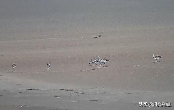 黃河鞏義溼地首次觀測到大鴇“駕臨”