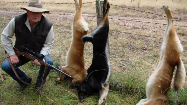 “村口大黃”到澳變身頂級殺手,吃袋鼠偷綿羊讓人頭疼,憑什麼? “村口大黃”到澳變身頂級殺手,吃袋鼠偷綿羊讓人頭疼,憑什麼?