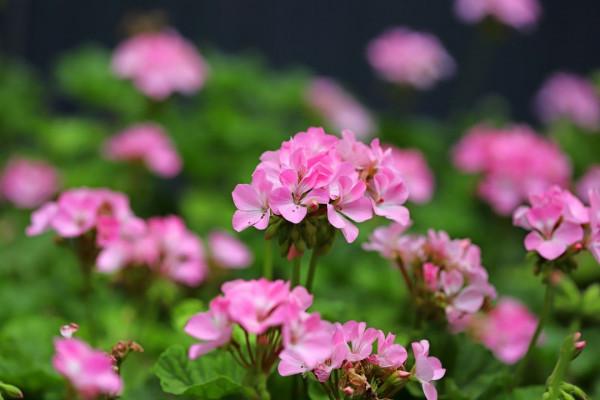 什麼時間扦插天竺葵好?如何扦插成活率高? 什麼時間扦插天竺葵好?如何扦插成活率高?