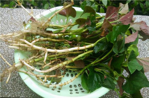 31種野菜大合集，帶你認識不同的野菜和吃法，你想要的野菜這裡有