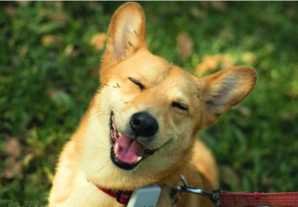 狗狗是否懂事,看它有沒有這幾個行為就清楚 狗狗是否懂事,看它有沒有這幾個行為就清楚