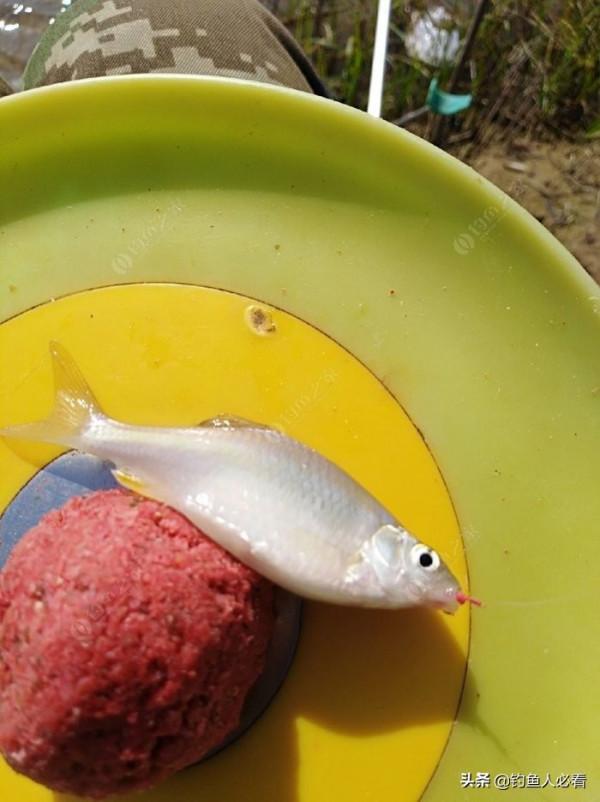 晨釣一不小心捅了鰟鮍窩