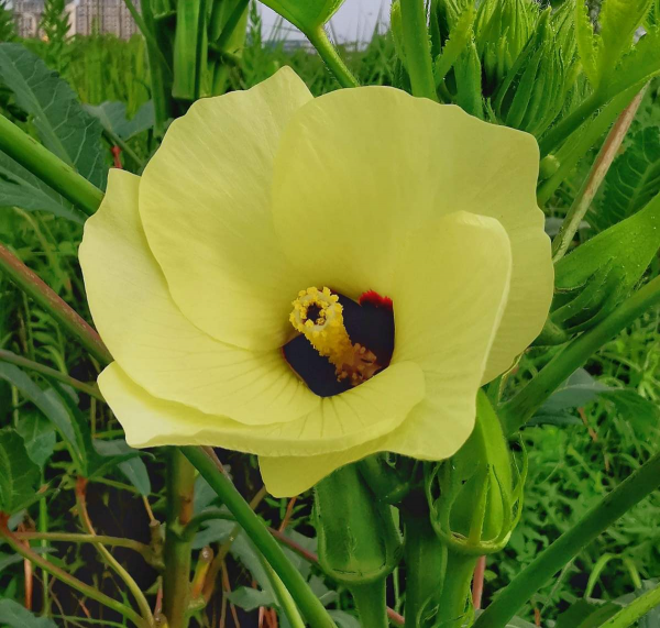 不常見的咖啡樹，結果後引得眾人圍觀，果子都被大媽們薅光