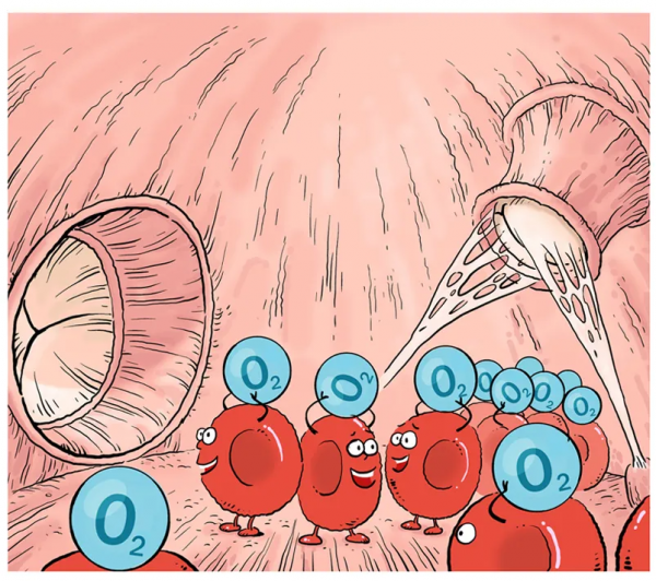 「漫繪科普」“氧氣快遞員”的人體迴圈之旅 「漫繪科普」“氧氣快遞員”的人體迴圈之旅