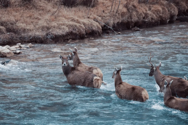 中國面積最大的國家公園,這片“人類禁區”終於限時開放了 中國面積最大的國家公園,這片“人類禁區”終於限時開放了