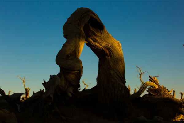 毫無懸念!今年最美的國內秋天,果然還是額濟納 毫無懸念!今年最美的國內秋天,果然還是額濟納