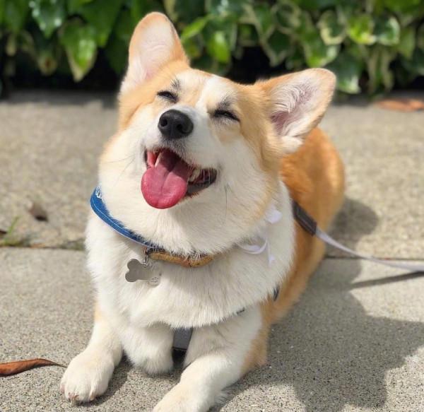 這8種狗狗，是犬類中最“特殊”的存在，你認識哪一隻？