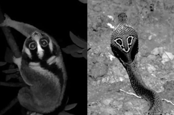 這猴子可愛的外表下，竟是一口毒牙，還會模仿眼鏡蛇...