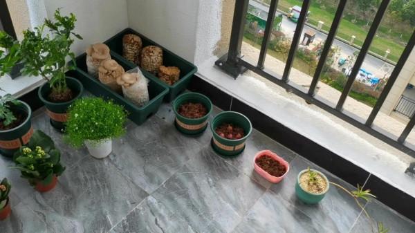 陽臺植物生長日記_第6天