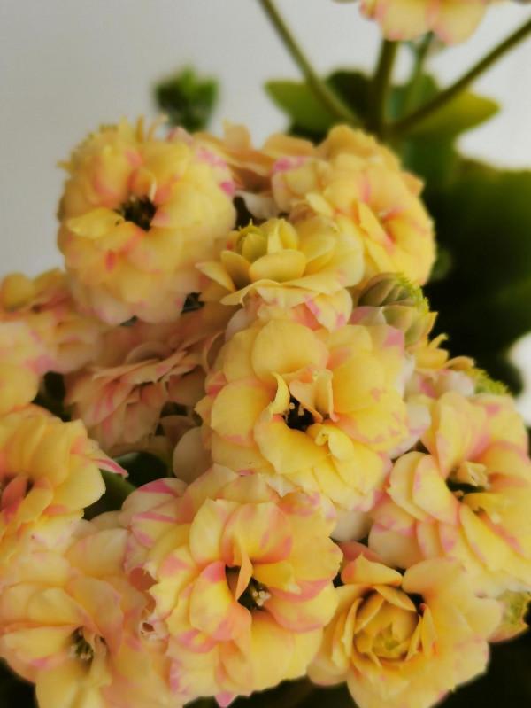 陸續開花的長壽花