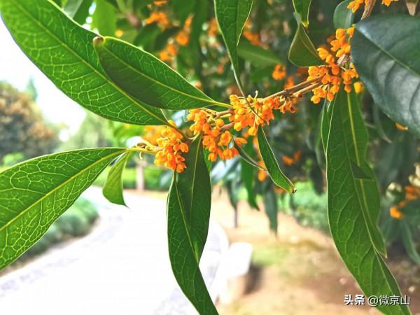 「京山文學」鄰灣的催生婆 「京山文學」鄰灣的催生婆