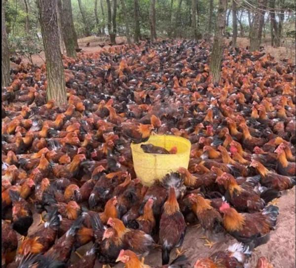 農村老鐵深山養土雞，年賺千萬逆襲成土豪，他是怎樣成功緻富的呢
