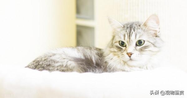 貓咪的壽命有多長？貓的壽命長短與什麼有關？