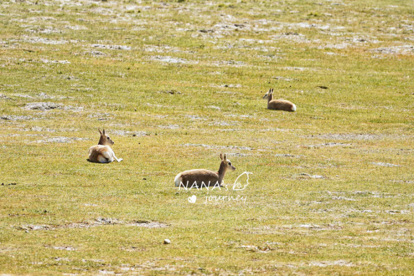 西藏真正的無人區，自駕羌塘邊緣，有機會偶遇藏羚羊