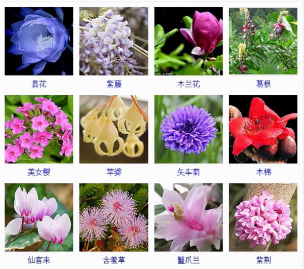 認識這常見800種景觀觀花植物,從此花神就是你!附植物習性種植 認識這常見800種景觀觀花植物,從此花神就是你!附植物習性種植