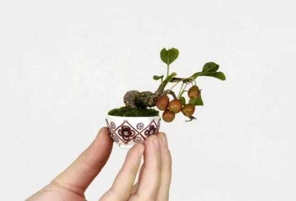 精美的袖珍盆景 精美的袖珍盆景