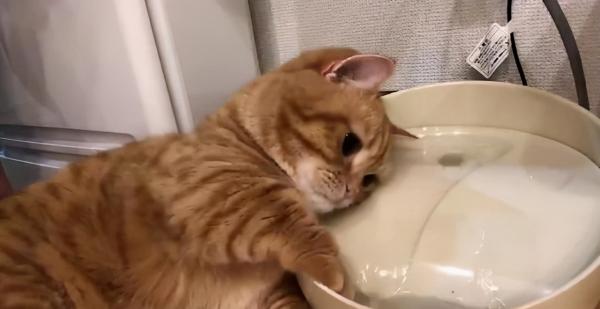 日本網友分享自家貓咪洗臉的照片，又萌又好笑，治癒不開心