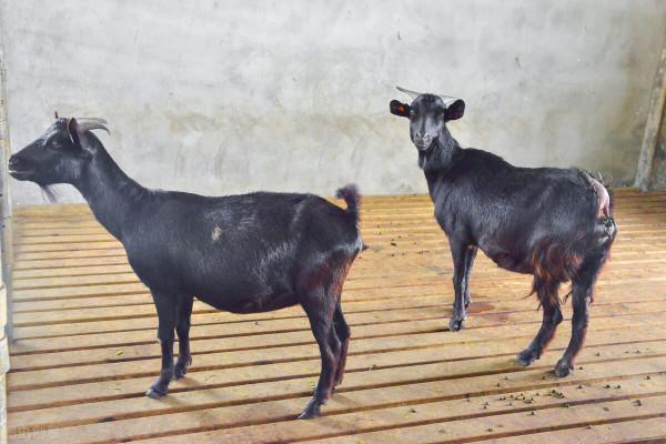 常見羊病：羊蹄紅腫潰爛甚至蹄甲脫落，很可能是一種嚴重共患病