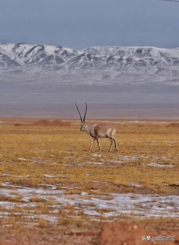 國內一生必打卡的20個地方，排名不分先後，你去過幾個？