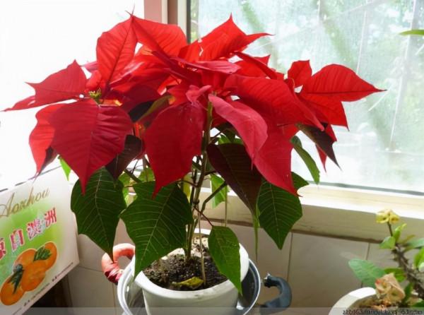 11月，陽臺就養這“3種花”，越冷花越“豔”，30天長成大花園