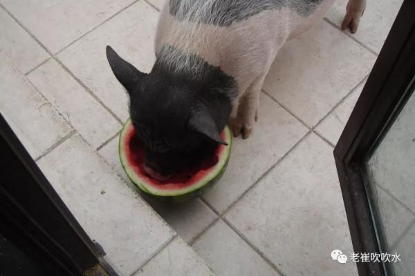 我養過一頭豬……300斤那種