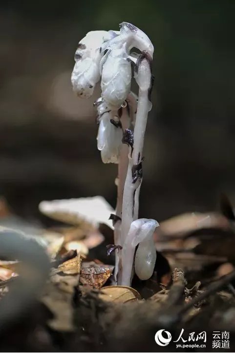 曾在野外滅絕百年,如今在雲南深山怒放!這些美麗又瀕危的花,你認識幾種? 曾在野外滅絕百年,如今在雲南深山怒放!這些美麗又瀕危的花,你認識幾種?