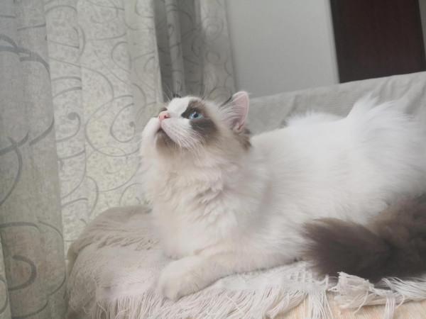 關於小區鄰居都認識我家貓不認識我這件事