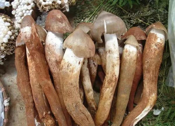 雲南16個州市的特色美食榜單，全是&OpenCurlyDoubleQuote;山珍&rdquo;，都吃過的人很少